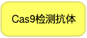 Cas9检测抗体