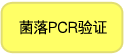 菌落PCR验证